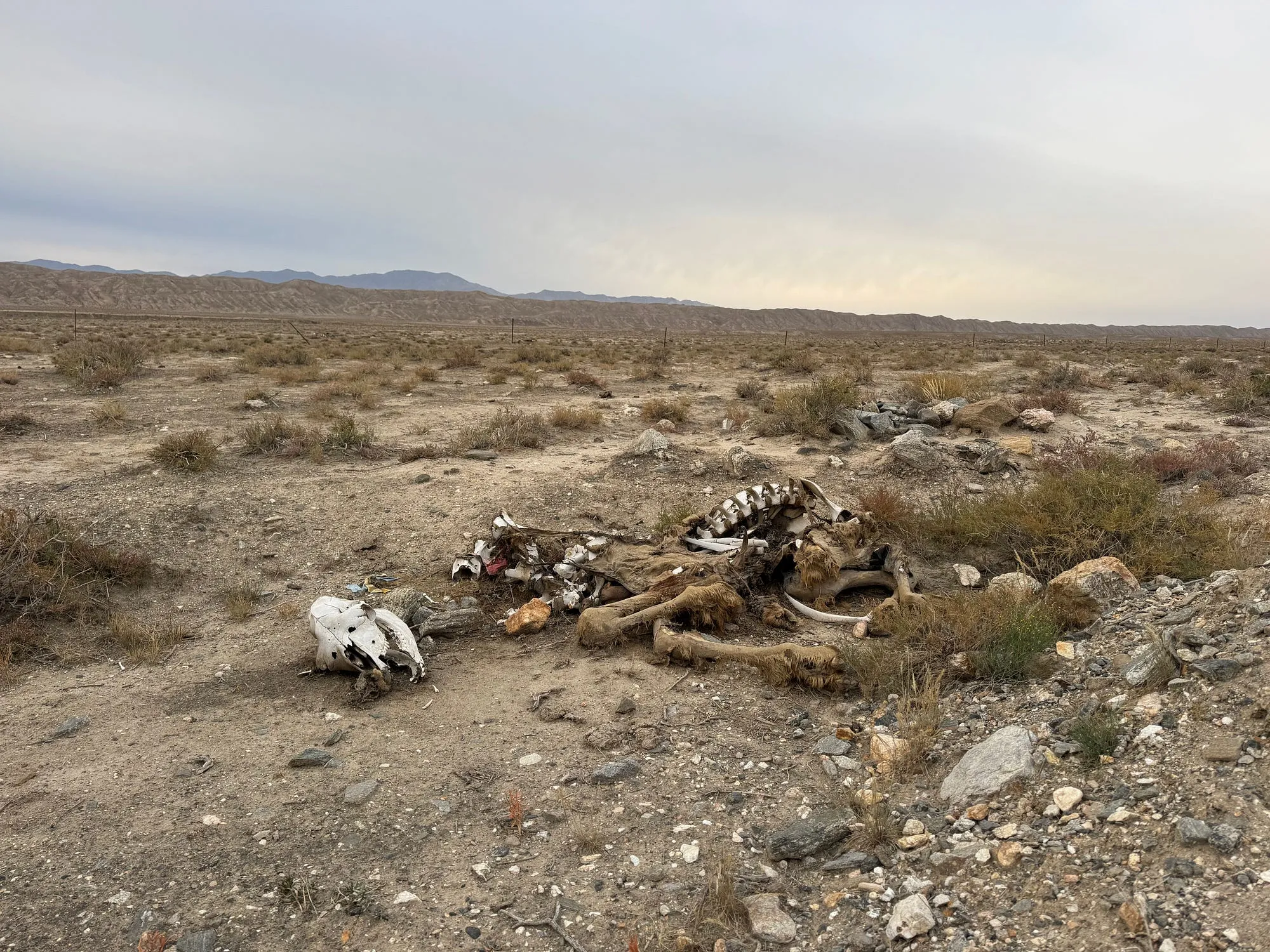 Animal bones bleached white on the empty gravel floor of the Gobi desert under a flat grey sky.
